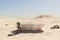 lonely freestanding bathtub in large desert environment travel hotel relaxation concept 3D illustration
