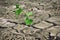 Lonely fresh green plant growing on dried cracked lifeless earth. New life on dry soil. Recovery of barren land after ecological