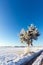 Lonely frosted pine next to snowy meadow with clear blue sky