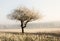 Lonely frosted tree in a foggy winter landscape