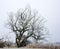 Lonely frosted tree in a foggy winter landscape