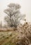 Lonely frosted tree in a foggy winter landscape