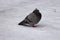 Lonely frozen dove pigeon in snow in winter. Frozen bird.