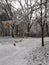 Lonely frozen leaves on an icecovered oak tree