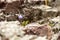 The lonely gentian with some low grass in between the stones or rocks in the Stora SjÃ¶fallet National Park