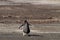 Lonely Gentoo penguin