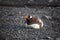Lonely Gentoo Penguin lying onto the beach, Antarctica