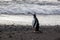 Lonely Gentoo Penguin standing onto the beach against ocean