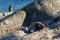 Lonely gentoo penguin sunbathing on the stones, Cuverville Island, Antarctic