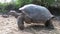 Lonely George is world famous tortoise turtle 400 years old in Galapagos.