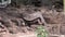 Lonely George is world famous tortoise turtle which is 400 years old in Galapagos.