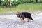 Lonely German Shepherd puppy at outdoors home.