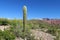 Lonely giant cactus