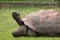 Lonely giant turtle in zoo in prag in czech in spring.