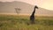 Lonely Giraffe on African Sunset. Oxpeckers on Her Body Eating Parasites