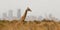 Lonely giraffe with nairobi on the background