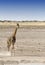 Lonely giraffe in Namibian savanna