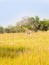 Lonely giraffe on plains in Africa, green yellow grass with acac