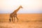 Lonely giraffe in the savannah Serengeti National Park at sunset.  Wild nature of Tanzania - Africa. Safari Travel Destination