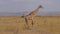 Lonely Giraffe Stands Then Goes Through Sun Scorched Grass African Savannah