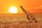 Lonely giraffe at sunset in the Serengeti National Park. Tanzania. Wild nature of Africa. African artistic landscape.