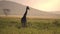 Lonely Giraffe on Sunset in Tanzania National Park, Slow Motion