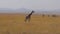 Lonely Giraffe Walking In The African Savannah. Masai Mara, Nature Reserve Kenya