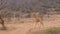 Lonely Giraffe Walking On The Dry Dusty African Savannah, Samburu Kenya