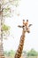 Lonely giraffe in the zoo