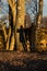 Lonely Girl and shadow on a tree