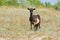 Lonely goat female on a pasture