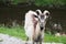 lonely goat near the river looking at camera