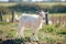 Lonely goat on a pasture for a walk