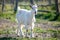 Lonely goat on a pasture for a walk