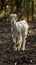 Lonely goat on a pasture for a walk