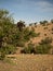 Lonely goat standing on a branch