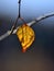 Lonely golden leaf on branch in sunlight - beautiful autumnal ba