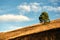 Lonely golden pine tree on hill slope in Zlatibor region, south west Serbia