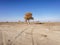 Lonely golden populus euphratica tree in desert on the blue sky background, Ejina in the autumn.