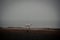 A lonely Golden Retriever looks for its owner on the beach on a cold winter day in MalmÃ¶, Sweden