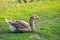 Lonely goose has a rest on a green grass