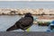 Lonely gray grey pigeon on sea coast. Black dove sitting against sea and boats. City wildlife concept.