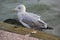 Lonely gray seagull with yellow beak walking on the promenade next to the water