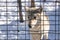 A lonely gray wolf looks through the bars on a sunny winter day at the zoo.