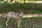 Lonely gray wolf met in the forest