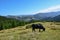Lonely grazing cow in the mountains in the summer against the backdrop of the forest
