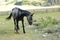 Lonely grazing horse with a hedge