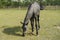 Lonely grazing horse with a hedge