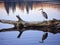 a lonely great blue heron on fallen tree branch generate by AI