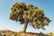 Lonely Greek Tree On A Cliff